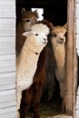 Vertical shot of four cute cream or brown alpacas standing peeking curiously