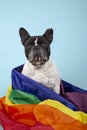 Vertical shot of a french bulldog in a rainbow fabric isolated on blue background