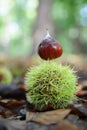 Vertical shot of fresh fallen chestnut and its prickly shell on the forest floor Royalty Free Stock Photo