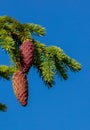 Vertical shot of a fresh fir tree branch and cones against clear blue sky Royalty Free Stock Photo