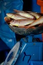 Vertical shot of fresh fish being weighed on blue scales in the shop Royalty Free Stock Photo