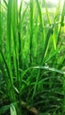 Vertical shot of fresh green grass and a closeup of a dewdrop on one leaf