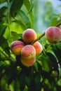 Vertical shot of fresh juicy peach fruits growing on a tree. Royalty Free Stock Photo