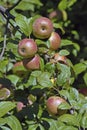 Vertical shot of fresh red apples on the tree Royalty Free Stock Photo