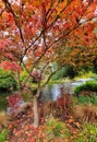 Vertical shot of a fresh scenery of a colorful public park with a small pond and autumn trees Royalty Free Stock Photo
