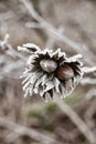 Vertical shot of frozen hazelnut during wintertime in grayscal