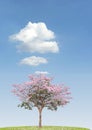 Vertical shot of a full-blown pink blooming plant on a green lawn