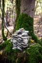 Vertical shot of fungus on a moss covered tree in the middle of the forest Royalty Free Stock Photo
