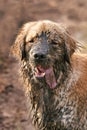 Vertical shot of a funny muddy dog