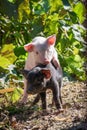 Vertical shot of the funny piglets playing in the farm