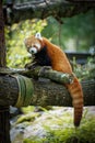 Vertical shot of furry red panda in its natural habitat