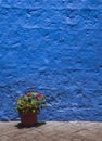 Vertical shot of garden geranium plant in pot with blue concrete wall in the background
