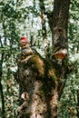 Vertical shot of garden gnomes on an old tree in the woods Royalty Free Stock Photo