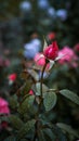 Vertical shot of a garden rose bud with water droplets on its leaves and petals Royalty Free Stock Photo