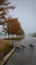 Vertical shot of geese in the street in the fall