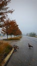 Vertical shot of geese in the street in the fall