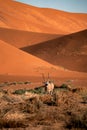 Vertical shot of a  gemsbok or South African oryx (Oryx gazella) in Namib desert, Africa Royalty Free Stock Photo