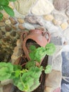 Vertical shot of geranium plant growing in a broken clay pot Royalty Free Stock Photo