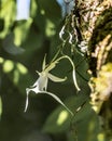 Vertical shot of a ghost orchid on a blurred background