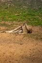 Vertical shot of a Giant Kangaroo lying on the ground