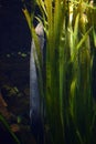 Vertical shot of a giant moray (Gymnothorax javanicus) swimming in an aquarium Royalty Free Stock Photo