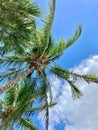 Vertical shot of a giant palm tree with a cloudy sky on the horizon