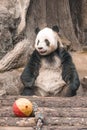 Vertical shot of a giant panda sitting around in a zoo habitat Royalty Free Stock Photo