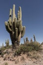 Vertical shot of giant saguaro cactus plants growing in a desert Royalty Free Stock Photo