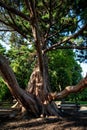 Vertical shot of a Giant sequoia tree in Beacon Hill Park, Victoria, Canada Royalty Free Stock Photo