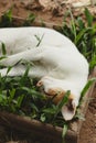 Vertical shot of a ginger barn cat sleeping comfortably on a box of grass Royalty Free Stock Photo