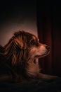 Vertical shot of a ginger small dog looking on the right in the dark room