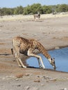 Vertical shot of a giraffe drinking water in the Etosha National park in Namibia, Africa Royalty Free Stock Photo