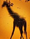 Vertical shot of a giraffe reflection on a lake at orange sunset