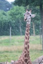 Vertical shot of the giraffe (Giraffa) looking aside in the park in the daytime