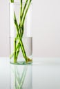 Vertical shot of a glass vase with branches of Bamboo