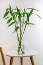 Vertical shot of a glass vase with branches of Bamboo or Sander\'s Dracaena on a white table