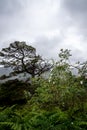 Vertical shot of Glen Affric path on a rainy day in Scotland Royalty Free Stock Photo