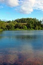 Vertical shot of golden carp and koi fish swimming in the pond Royalty Free Stock Photo