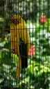 Vertical shot of a golden Conure parrot (Guaruba guarouba) in a cage Royalty Free Stock Photo