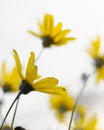 Vertical shot of Golden Daisy Bush flowers against a blurred background Royalty Free Stock Photo