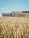 Vertical shot of a golden field with a barn in the back under the blue sky Royalty Free Stock Photo