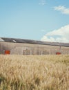 Vertical shot of a golden field with a big barn in the back under the blue sky Royalty Free Stock Photo