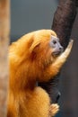 Vertical shot of Golden Lion Tamarins in the Antwerpen Zoo