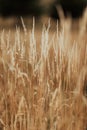 Vertical shot of golden wheat grown in the field