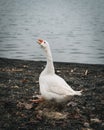 Vertical shot of a goose running around by a lake and honking Royalty Free Stock Photo