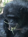 Vertical shot of a gorilla eating grass Royalty Free Stock Photo