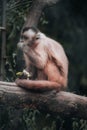 Vertical shot of a Gracile capuchin monkey sitting on a tree. Royalty Free Stock Photo