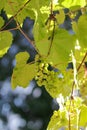 Vertical shot of a grape bush with unripe grapes