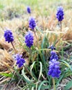 Vertical shot of the grape hyacinth (Muscari) Royalty Free Stock Photo