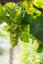 Vertical shot of grapes hanging on vines ready for harvest in September Royalty Free Stock Photo